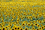 Cereal Docks - Girasole
