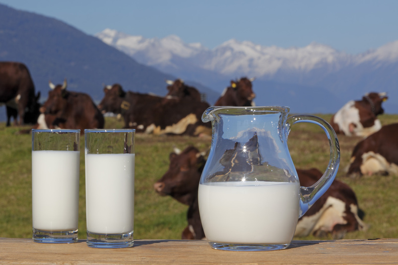 Mucche al pascolo, Laion Alto Adige